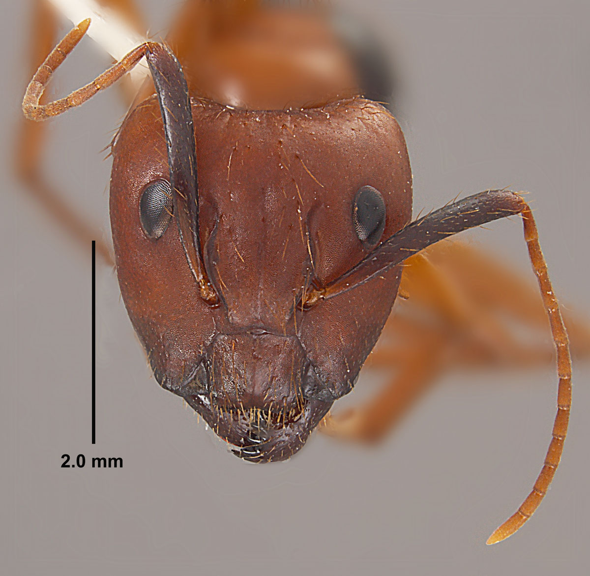 Camponotus floridanus, full face view of major worker Camponotus floridanus, full face view of major worker